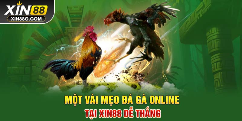 Một vài mẹo đá gà online tại Xin88 dễ thắng